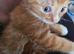4 ginger & white kittens