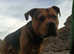 Bull mastiff, Staffy cross for stud