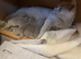 Stunning Lilac chunky british short hair kittens