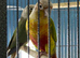 Baby conure Glasgow