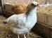 Pure Breed large fowl female pullets chickens