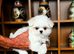 BEAUTIFULLY *PETITE* KOREAN MALTESE
