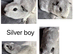 X2 baby male Guineapigs
