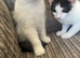 2 brother kittens