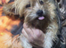 Tea cup yorkshire terrier