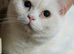 Beautiful Pure British Shorthair WHITE Odd Eyes Male
