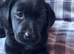 Adorable Black Labrador puppies ready soon.