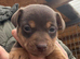 Mini Jack Russell puppies various colours