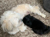 Adorable girl Lhasa Apso puppy