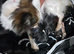 Stunning chihuahua girl available