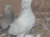 Turkish Pigeons for sale