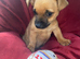 Jack Russell/Yorkshire terrier puppy&rsquo;s