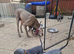 Blue kc weimaraner puppies