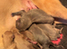 Kc Reg blue fawn and blue whippet pups *only 1 left*