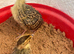 Kala teetar chick for sale