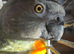Senegal Parrot hand reared tame adult female