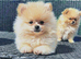 Pomeranian puppy’s