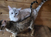 TICA regestered seal lynx snow