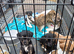 Adorable Jack Russel Puppies