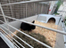 Otter Black Netherland Dwarf