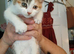 Kittens for sale