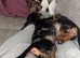 Miniature dachshund