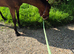 16.1hh bay tb for sale
