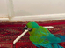 Rare stunning Hybrid milligold macaw in London