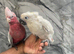 Hand Rearing Baby Friendly Super Tame Cuddly Galah Cockatoo Parrot,26