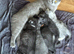 British Shorthair Kittens