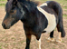 Roo - A Lovely Companion