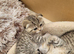 CHINCHILLA SCOTTISH FOLD