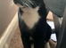 Tuxedo moncoon