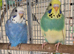 Baby budgies