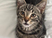 14 week male kitten