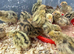 Just hatched Jumbo Japanese Quail Chicks