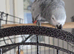 African grey female