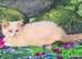 GCCF Registered Ragdoll Kittens