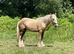Palomino cob gelding 14.2
