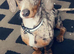 Dapple Daschund