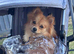 2.5 yr old female pomeranian