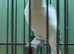 Pied Siberian Goldfinch Hen