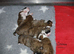 Champion sired boxer puppy