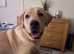Beautiful Labrador