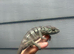 Blue Bar Panther Chameleon Female at Birmingham Reptiles