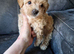 Gorgeous tiny maltipoo puppies