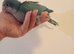 Blue baby Quaker hand reared