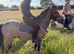 Registered Welsh A gelding 3 years ago strawberry roan