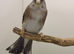 2025 blue mule nice singing bird