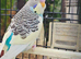 Baby budgies for sale 2 months old